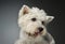 Portrait of a West Highland White Terrier Westie