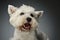 Portrait of a West Highland White Terrier Westie