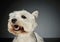 Portrait of a West Highland White Terrier Westie