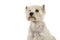 Portrait of a West highland white terrier or westie dog looking