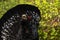 A portrait of a Western capercaillie, Tetrao urogallus,  in Estonian boreal forest