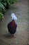 Portrait of a Western crowned pidgeon or blue crowned pidgeon Goura cristata. Dara Mahkota / Crowned Pigeon Goura Cristata