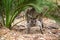 Portrait of a western grey kangaroo in the wild looking at the camera. Kangaroo in the bush hiding under a palm tree. Yanchep