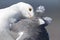 A portrait of a western gull preening on the beach of Santa Cruz California .