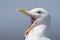 A portrait of a western gull yawning on the beach of Santa Cruz California .