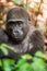 Portrait of a western lowland gorilla (Gorilla gorilla gorilla) close up at a short distance in a native habitat.