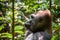 Portrait of a western lowland gorilla (Gorilla gorilla gorilla) close up at a short distance. Silverback - adult male of a gorilla