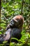 Portrait of a western lowland gorilla (Gorilla gorilla gorilla) close up at a short distance. Silverback - adult male of a gorilla