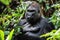 Portrait of a western lowland gorilla (Gorilla gorilla gorilla) close up at a short distance. Silverback - adult male of a gorilla