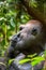 Portrait of a western lowland gorilla (Gorilla gorilla gorilla) close up at a short distance. Silverback - adult male of a gorilla