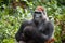 Portrait of a western lowland gorilla (Gorilla gorilla gorilla) close up at a short distance. Silverback - adult male of a gorilla