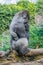 Portrait of a western lowland gorilla in Loro Parque, Tenerife, Canary Islands