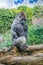 Portrait of a western lowland gorilla in Loro Parque, Tenerife, Canary Islands