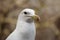 Portrait of a Western seagull