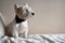 Portrait of a Westie, West Highland White Terrier Puppy.
