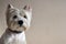 Portrait of a Westie, West Highland White Terrier Puppy.