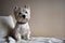 Portrait of a Westie, West Highland White Terrier Puppy.