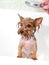 Portrait of wet dog Yorkshire Terrier in the bathroom in the beauty salon for dogs