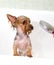 Portrait of wet dog Yorkshire Terrier in the bathroom in the beauty salon for dogs