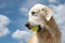 Portrait of wet golden retriever dog with yellow tennis ball