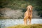 Portrait of a wet Golden Retriever lake background