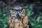 Portrait wet great horned owl