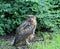 Portrait wet great horned owl