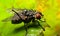 Portrait of a wet housefly