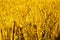 Portrait of wheat fields for baisakhi festival in punjabi culture