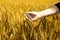 Portrait of wheat fields holding in hand for baisakhi festival in punjabi culture
