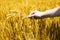 Portrait of wheat fields holding on hand for baisakhi festival in punjabi culture