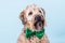 Portrait of a Wheaten Terrier with a green bow against a blue wall