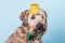 Portrait of a Wheaten Terrier with a green bow and a yellow hat against a blue wall