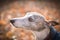 Portrait of whippetÂ´s head in autumn color