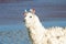 Portrait of white alpaca. Laguna Colorada, Altiplano, Bolivia