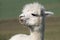 Portrait of a white alpaca, with long hair on the head. The ears stand back. The animal looks to the side and has blades of grass