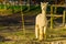 Portrait of a white alpaca, popular animal farm pet, llama specie from South America