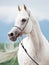 Portrait of white amazing arabian stallion