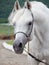 portrait of white amazing arabian stallion. close up