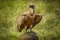 Portrait of a White-backed vulture Gyps africanus, Lake Mburo National Park, Uganda.