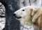 Portrait of a white bear on a forest background, cloudy. Polar bear`s head close to the profile