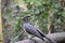 Portrait of a White Bellied Go Away Bird in South Africa