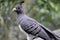 Portrait of a White Bellied Go Away Bird in South Africa