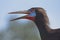 Portrait of white-bellied Stork