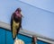 Portrait of a white bellied stork standing on a pole, shiny black feathers with a purple glow, tropical bird specie from Africa