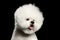 Portrait of white bichon frise dog