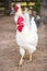 Portrait of white big angry Rooster on the farm