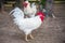 Portrait of white big angry Rooster on the farm