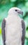 The portrait of White-billed sea eagle