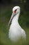 Portrait white bird, Maguari Stork, Ciconia maguari